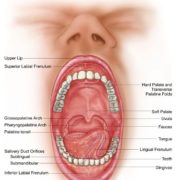 anatomy-of-your-mouth