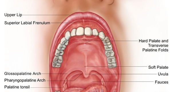 Anatomy of your mouth and dental structure - Dr Chauvin