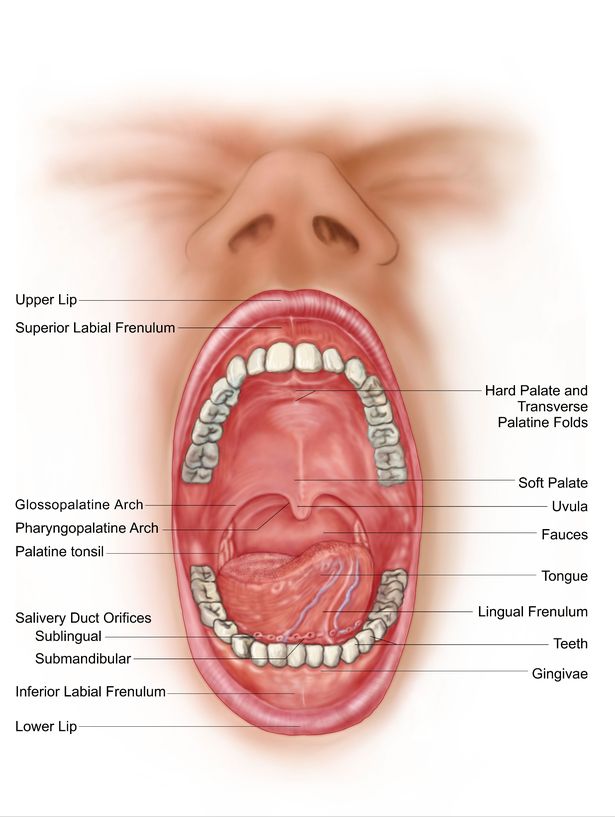 upper lip anatomy