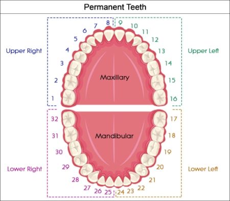 32 teeth - Dr Chauvin